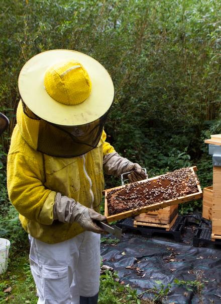 Beekeeper at Goodman garden